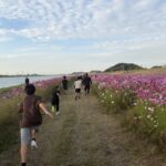 コスモスの咲く水巻の河川敷の道を進む子どもたち