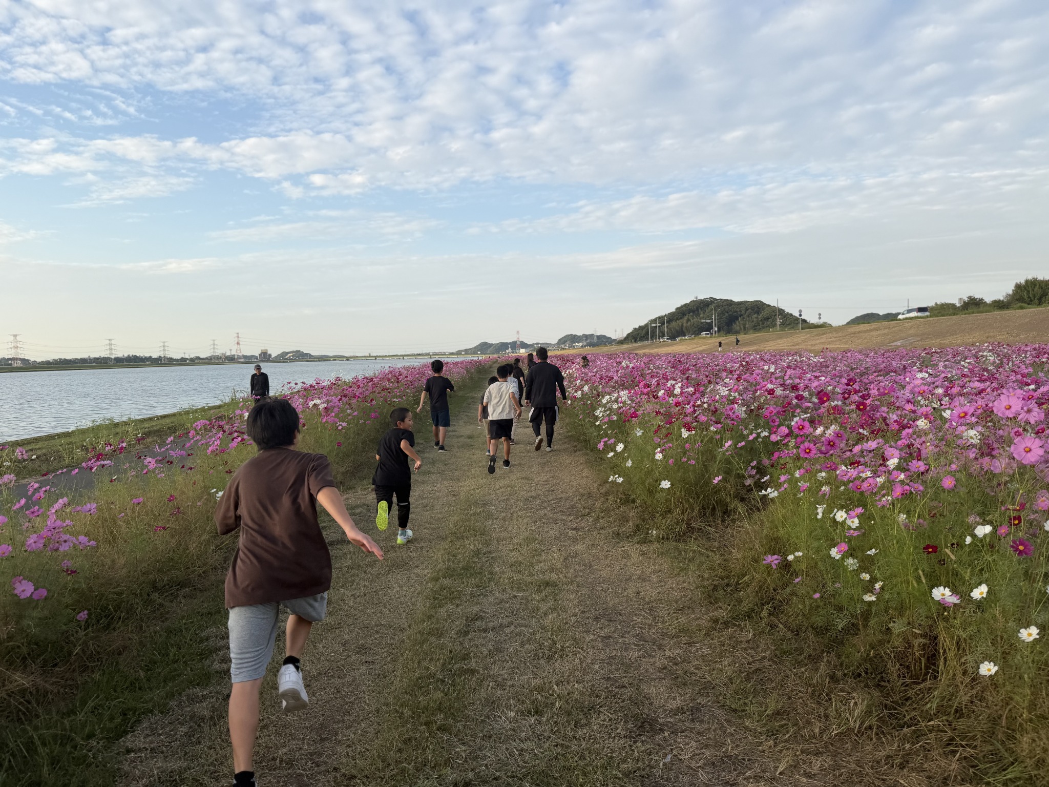 コスモスの咲く水巻の河川敷の道を進む子どもたち